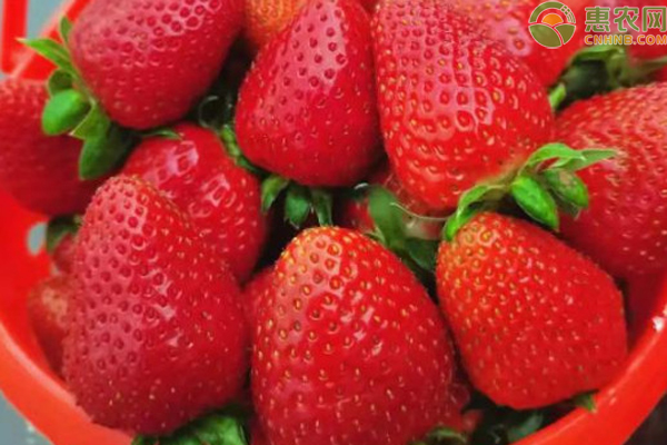 草莓追肥什么肥料？-图片版权归惠农网所有