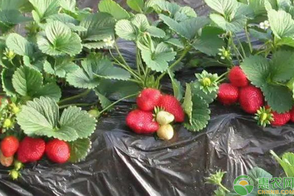 草莓追肥什么肥料？-图片版权归惠农网所有