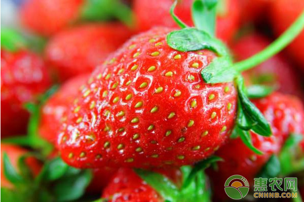 草莓种植课堂：光合作用对草莓的影响-图片版权归惠农网所有