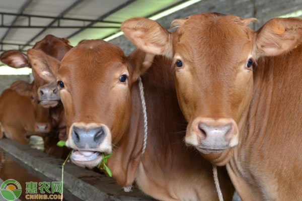 牛食欲不好怎么办？-图片版权归惠农网所有