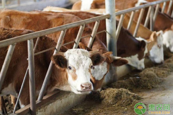 牛食欲不好怎么办？-图片版权归惠农网所有