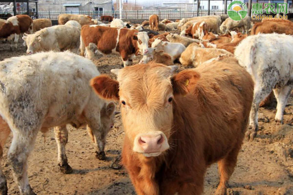 牛食欲不好怎么办？-图片版权归惠农网所有