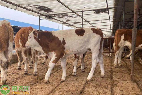 如何快速识牛病？-图片版权归惠农网所有