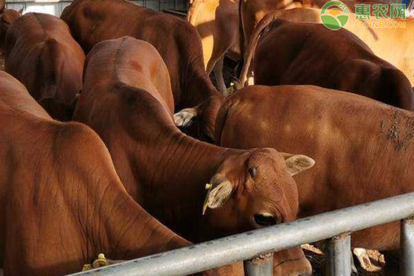 如何快速识牛病？-图片版权归惠农网所有