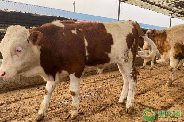 如何快速识牛病？-图片版权归惠农网所有