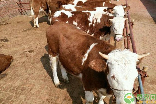 牛反刍停止什么原因引起的？如何解决？-图片版权归惠农网所有