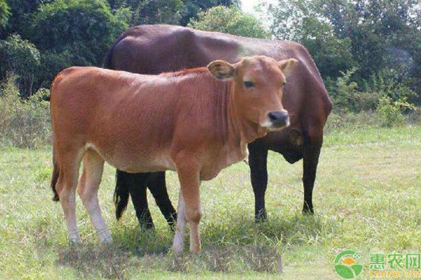 牛反刍停止什么原因引起的？如何解决？-图片版权归惠农网所有