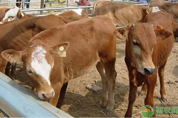 牛反刍停止什么原因引起的？如何解决？-图片版权归惠农网所有