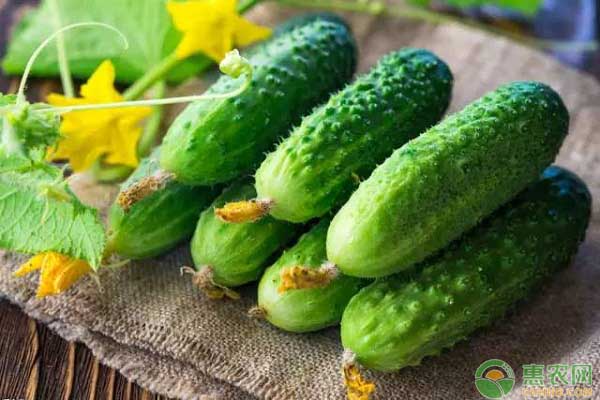 大棚黄瓜怎么管理？大棚黄瓜高效栽培技术-图片版权归惠农网所有