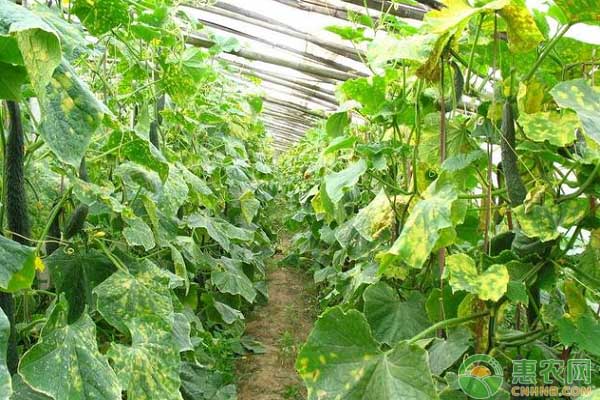 大棚黄瓜怎么管理？大棚黄瓜高效栽培技术-图片版权归惠农网所有