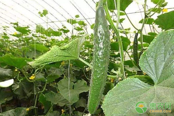 大棚旱黄瓜的种植与管理-图片版权归惠农网所有