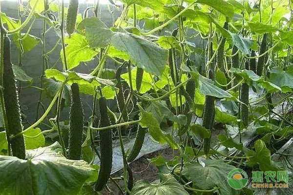 大棚旱黄瓜的种植与管理-图片版权归惠农网所有
