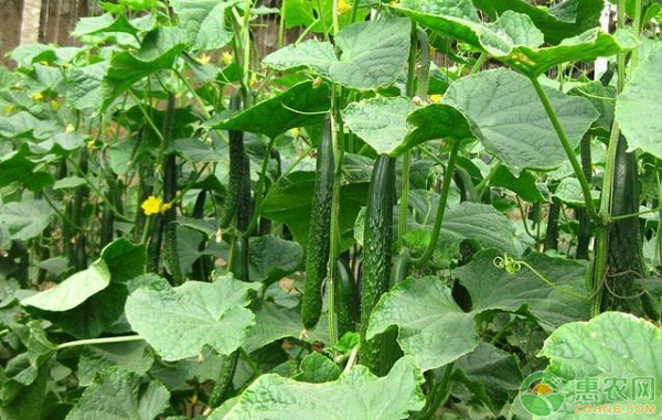 大棚旱黄瓜的种植与管理-图片版权归惠农网所有