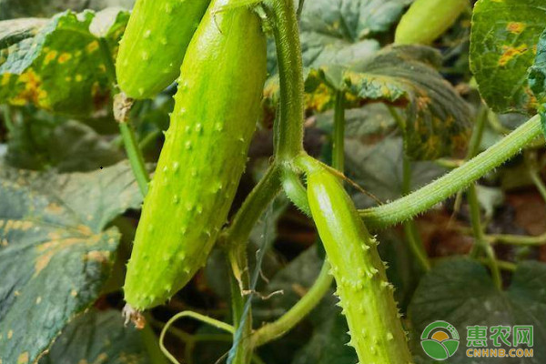 春季大棚黄瓜管理技巧-图片版权归惠农网所有