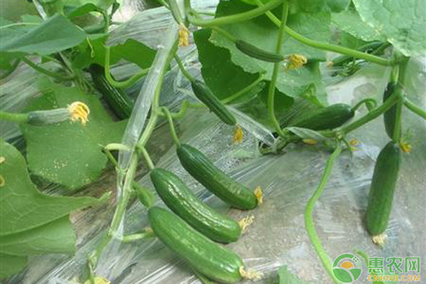 春季大棚黄瓜管理技巧-图片版权归惠农网所有