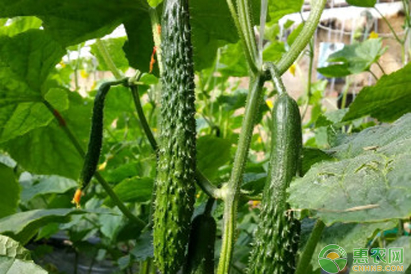 大棚黄瓜防疯长措施-图片版权归惠农网所有