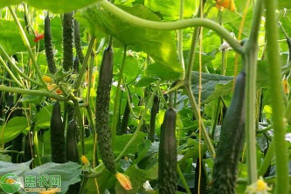 大棚黄瓜防疯长措施-图片版权归惠农网所有