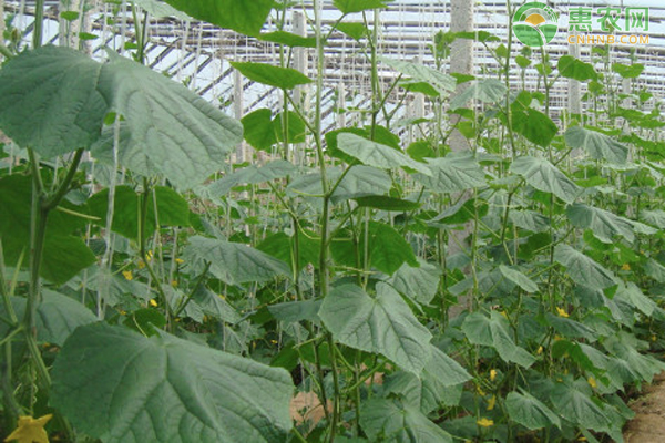 大棚黄瓜防疯长措施-图片版权归惠农网所有