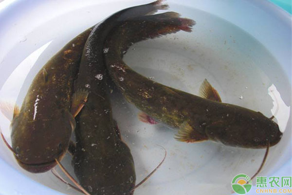 鲶鱼吃什么食物？养鲶鱼的注意事项-图片版权归惠农网所有