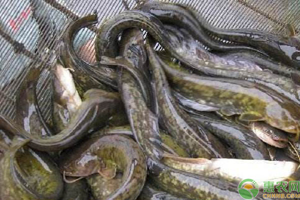 鲶鱼吃什么食物？养鲶鱼的注意事项-图片版权归惠农网所有