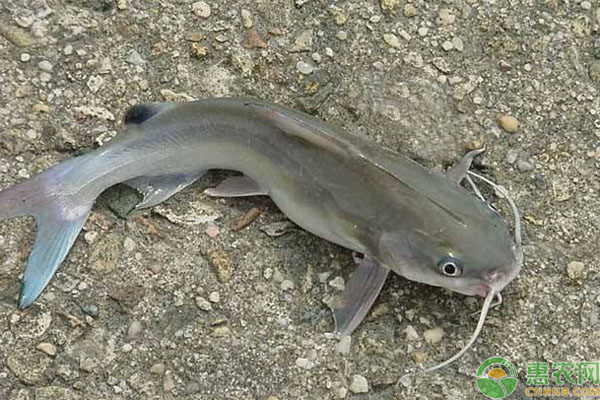 鲶鱼池塘养殖技术-图片版权归惠农网所有