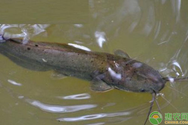 鲶鱼池塘养殖技术-图片版权归惠农网所有