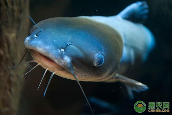 鲶鱼养殖技术分享-图片版权归惠农网所有