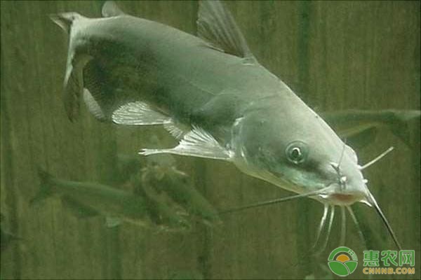 鲶鱼养殖技术分享-图片版权归惠农网所有