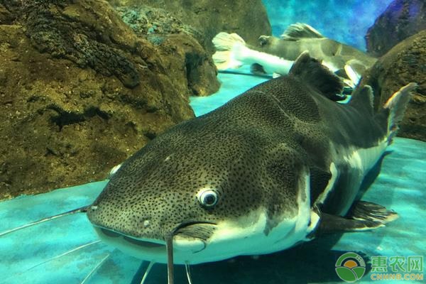 鲶鱼养殖技术分享-图片版权归惠农网所有