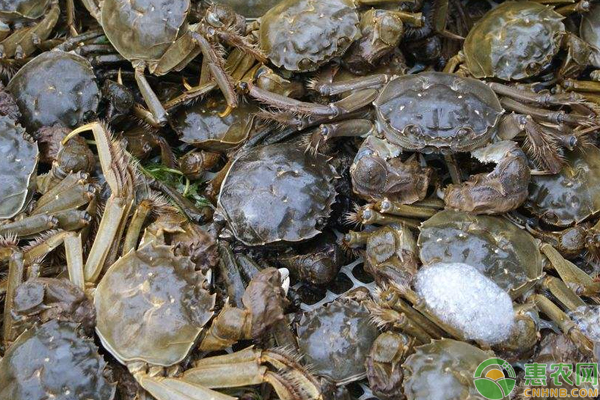 高寒地区河蟹养殖增效关键技术措施-图片版权归惠农网所有