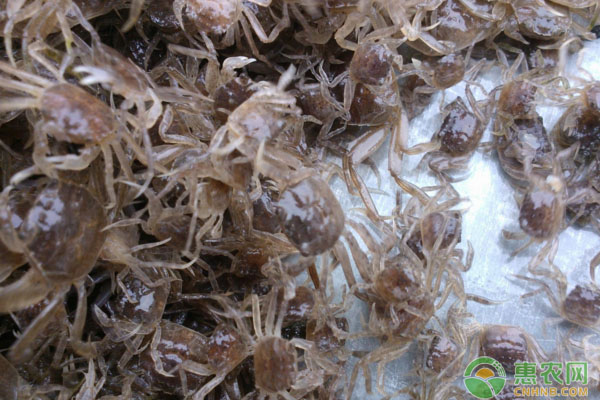 高寒地区河蟹养殖增效关键技术措施-图片版权归惠农网所有