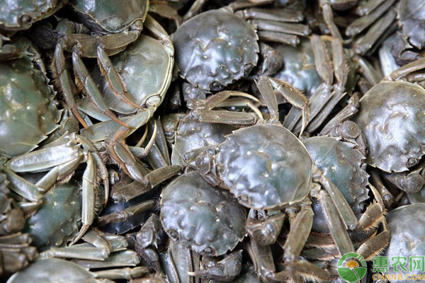 河蟹养殖怎么管理？河蟹养殖全年管理技巧-图片版权归惠农网所有