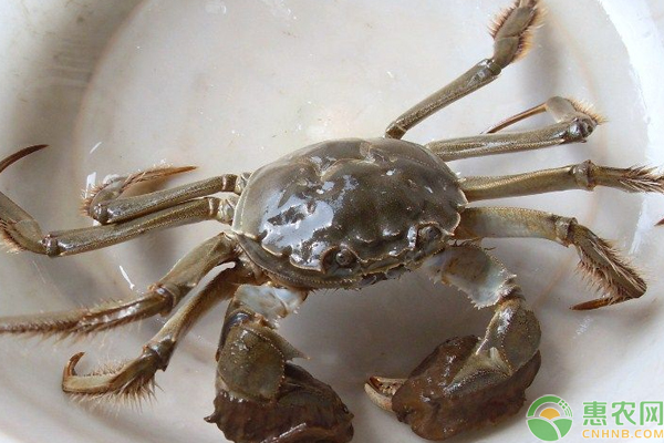 河蟹养殖怎么管理？河蟹养殖全年管理技巧-图片版权归惠农网所有