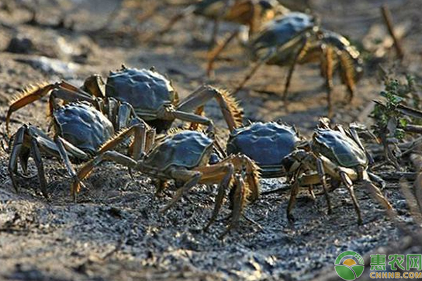 河蟹养殖怎么管理？河蟹养殖全年管理技巧-图片版权归惠农网所有