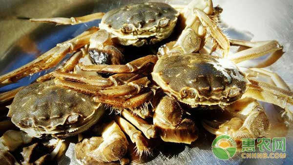 如何提高河蟹品质？如何对池塘的河蟹进行管理？-图片版权归惠农网所有