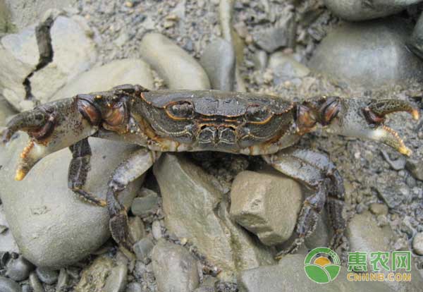 如何提高河蟹品质？如何对池塘的河蟹进行管理？-图片版权归惠农网所有