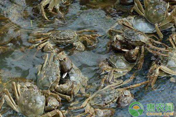 河蟹怎么养殖？池塘河蟹的生态高效养殖技术-图片版权归惠农网所有