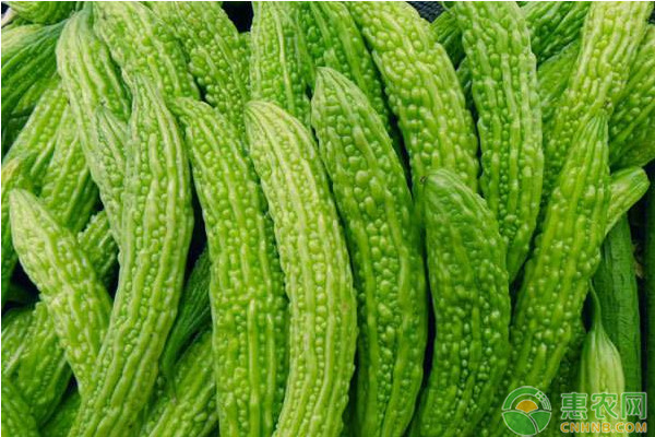 苦瓜高产栽培管理要点-图片版权归惠农网所有