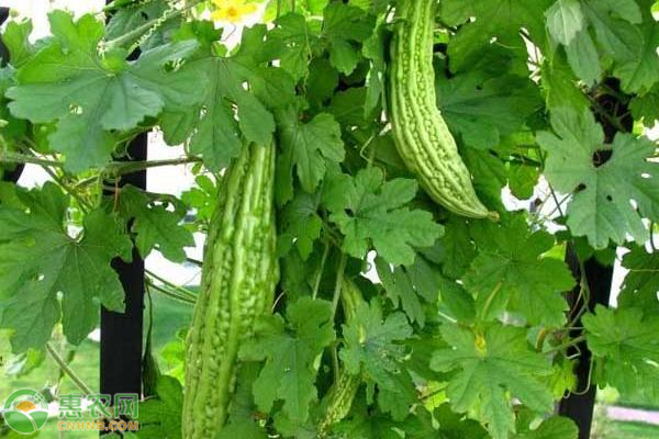 苦瓜优质高产施肥技术-图片版权归惠农网所有