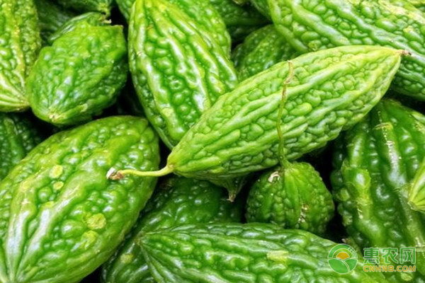 早春茬苦瓜的定植事项及水肥管理-图片版权归惠农网所有