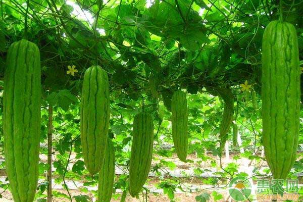 早春茬苦瓜的定植事项及水肥管理-图片版权归惠农网所有