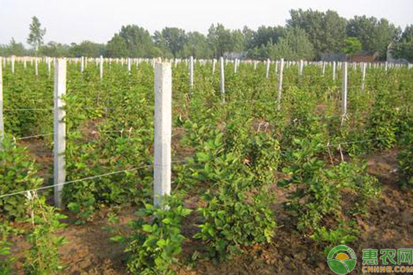树莓的营养价值和种植技术-图片版权归惠农网所有