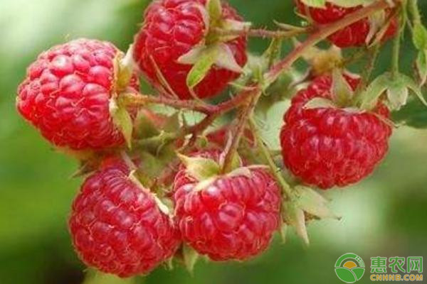 树莓的营养价值和种植技术-图片版权归惠农网所有