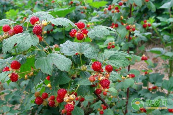 树莓育苗技术大全-图片版权归惠农网所有