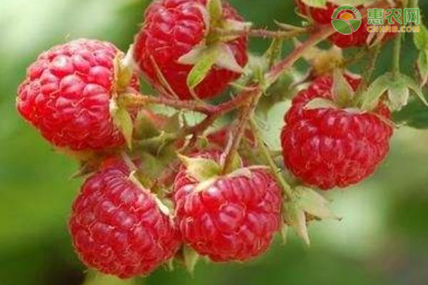 红树莓高产种植管理技术-图片版权归惠农网所有