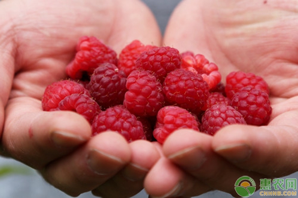 农村热门水果覆盆子的种植技术要点-图片版权归惠农网所有