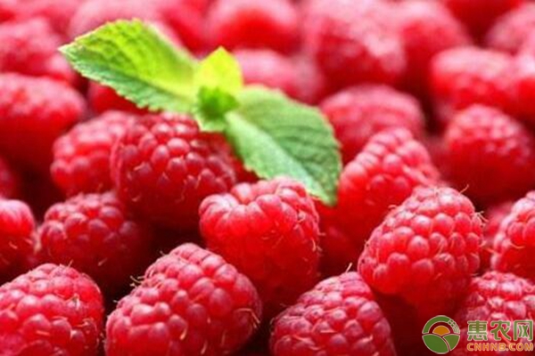 农村热门水果覆盆子的种植技术要点-图片版权归惠农网所有