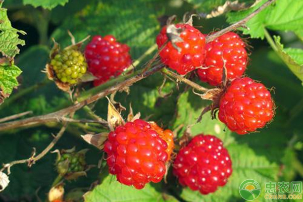 农村热门水果覆盆子的种植技术要点-图片版权归惠农网所有