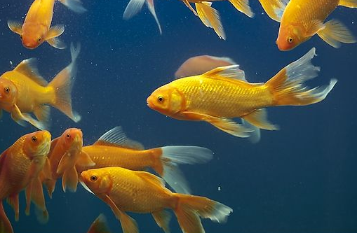 夏养金鱼首重“六防”-图片版权归惠农网所有