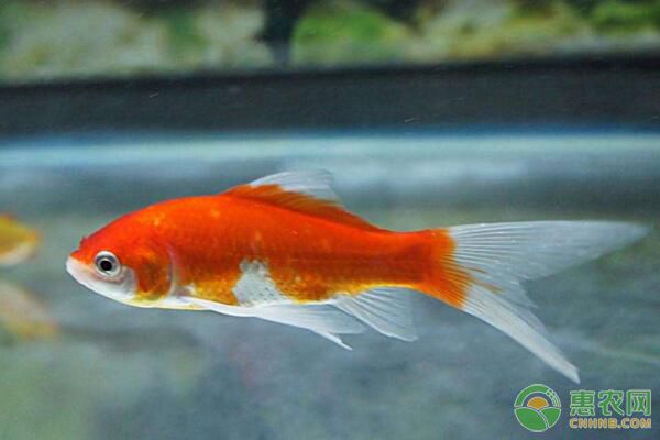 金鱼如何进行繁殖？金鱼雌雄鉴别方法及繁殖要点-图片版权归惠农网所有